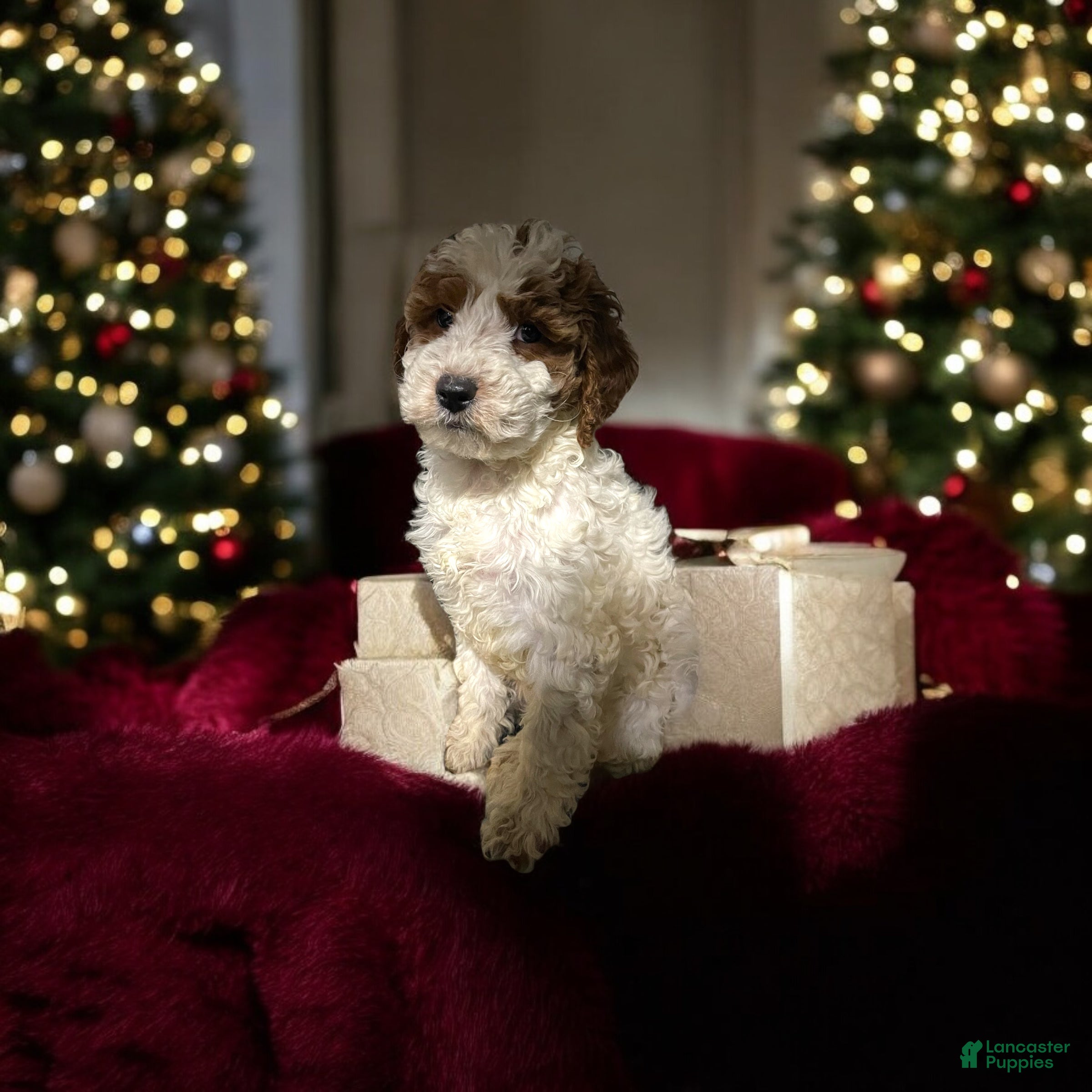 Miniature Poodle dogs Cookie - Ad 13