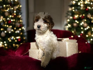 Miniature Poodle dogs Cookie - Ad 13