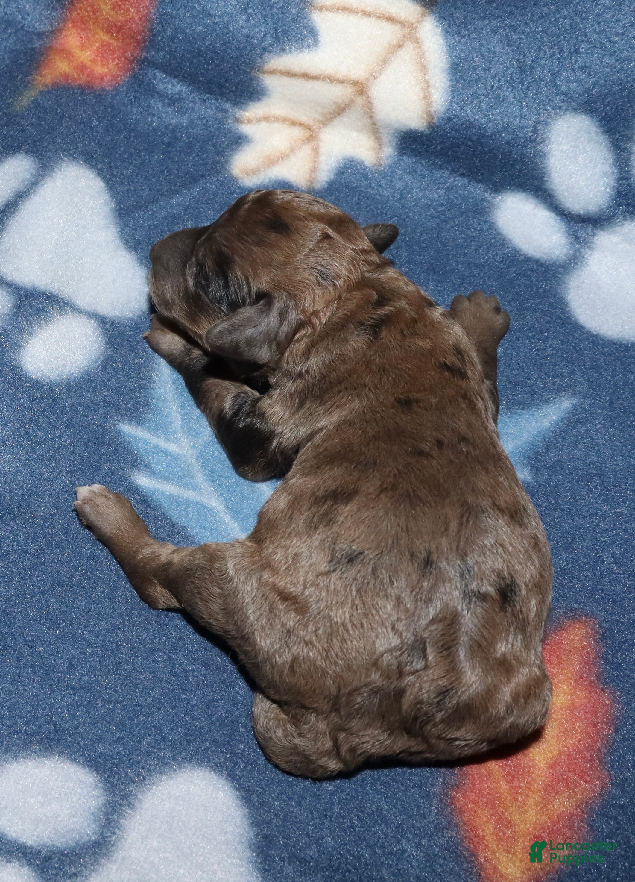 Miniature Poodle dogs Harlee’s brown Merle male - Ad 6