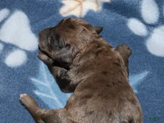 Miniature Poodle dogs Harlee’s brown Merle male - Ad 6