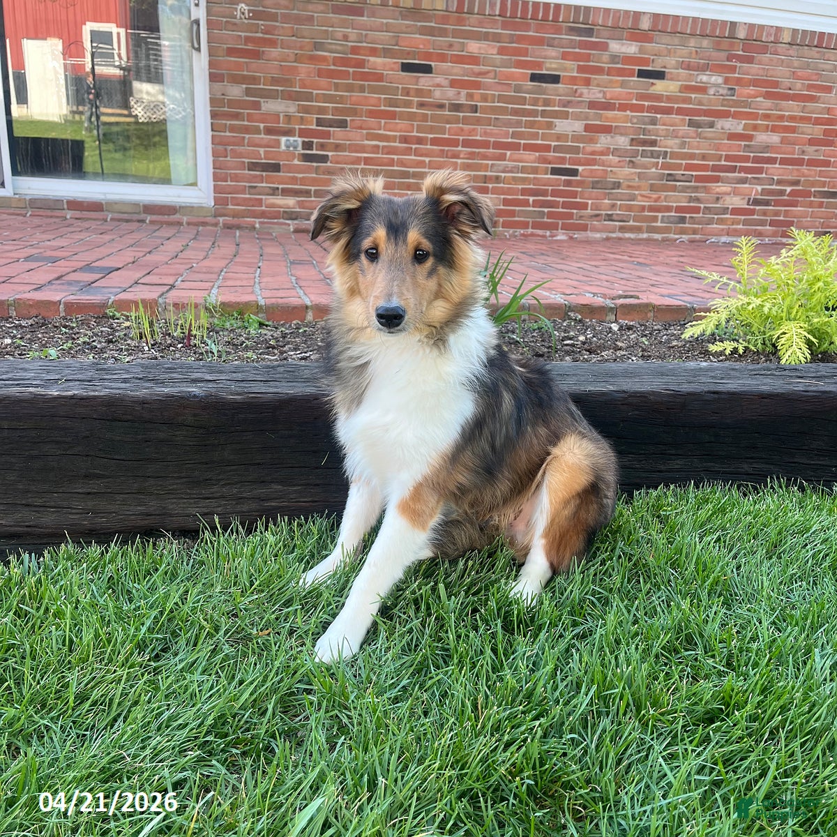 Shetland Sheepdog dogs Allen - Ad 1