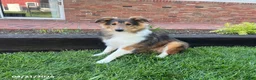 Shetland Sheepdog dogs for sale: Allen - Ad 1