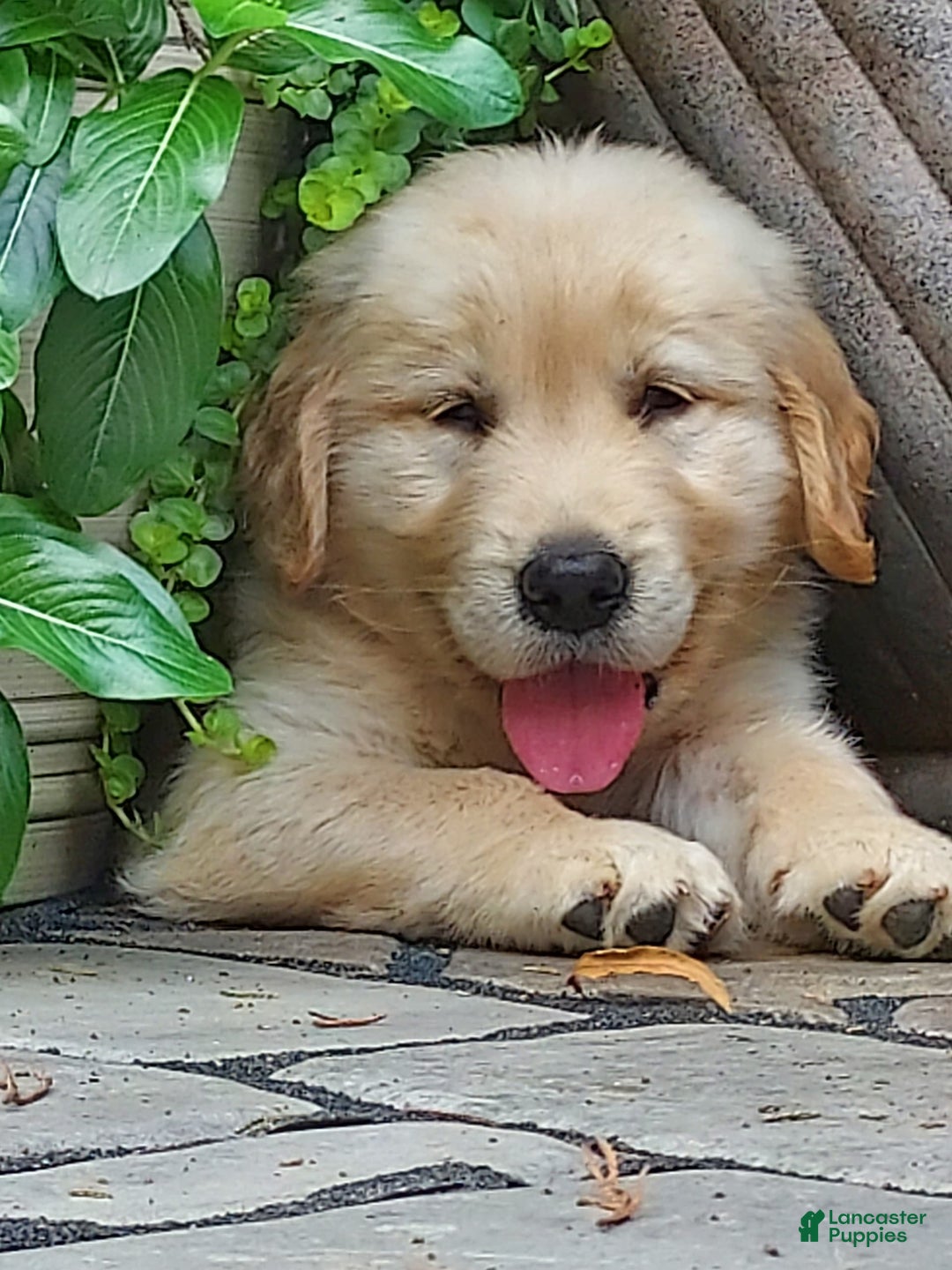 Gallery Image {{count}}