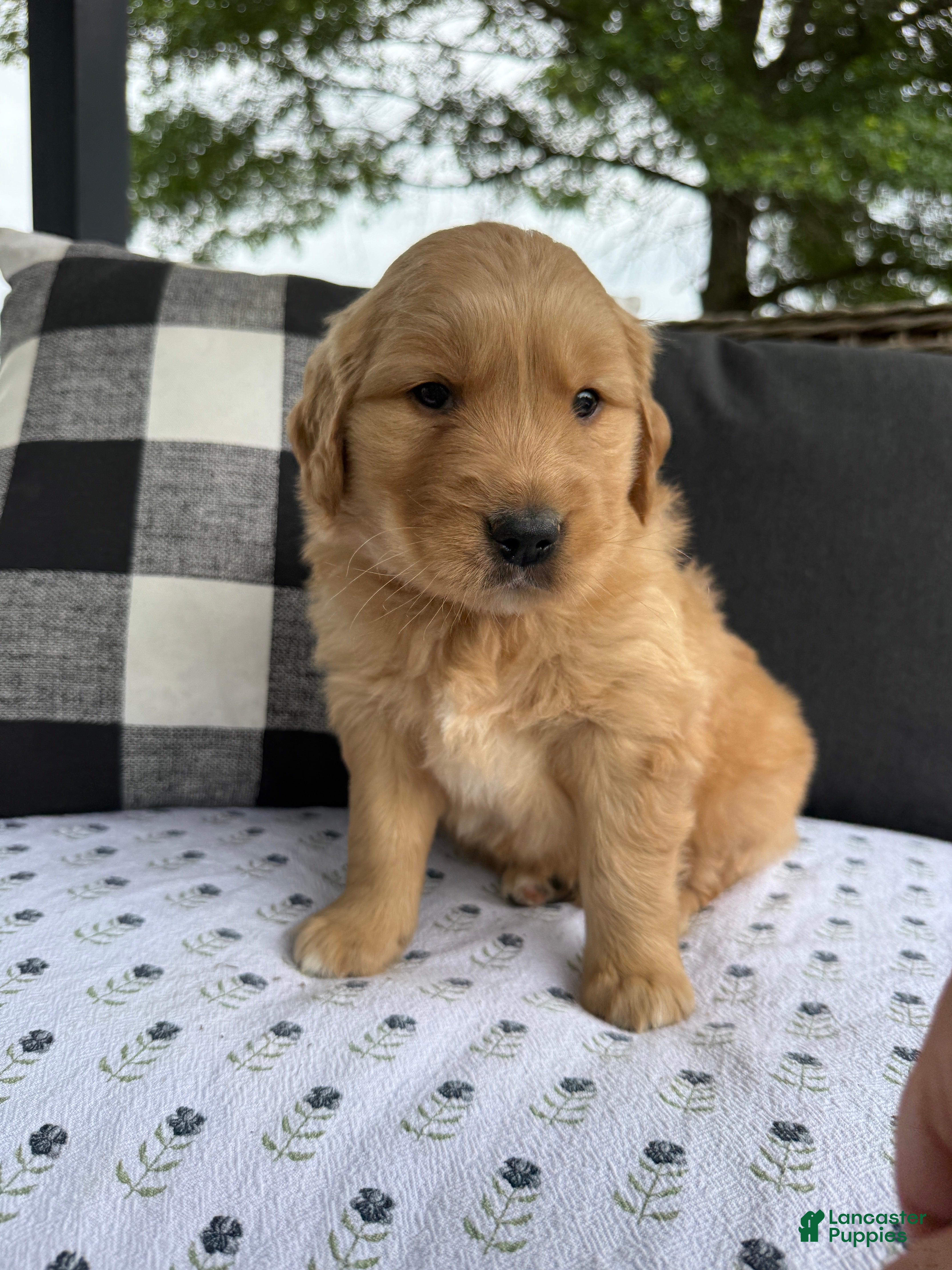 Golden Retriever dogs Motley - Ad 2