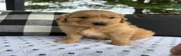 Golden Retriever dogs for sale: Motley - Ad 2