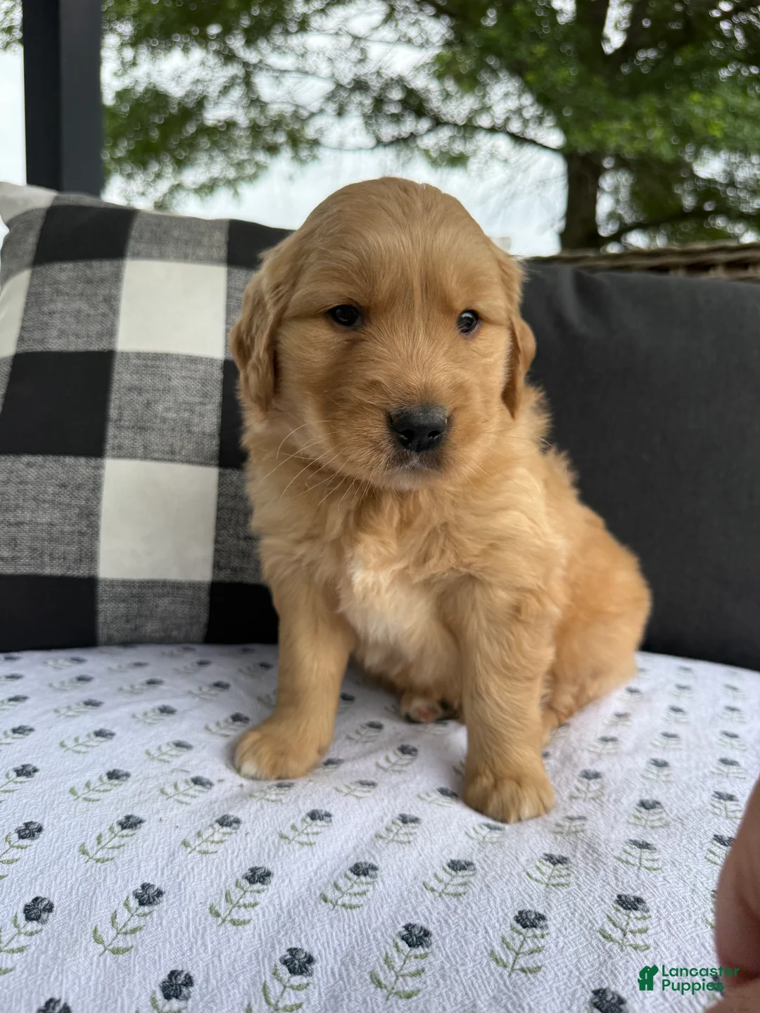 Golden Retriever dogs for sale: Motley - Ad 2