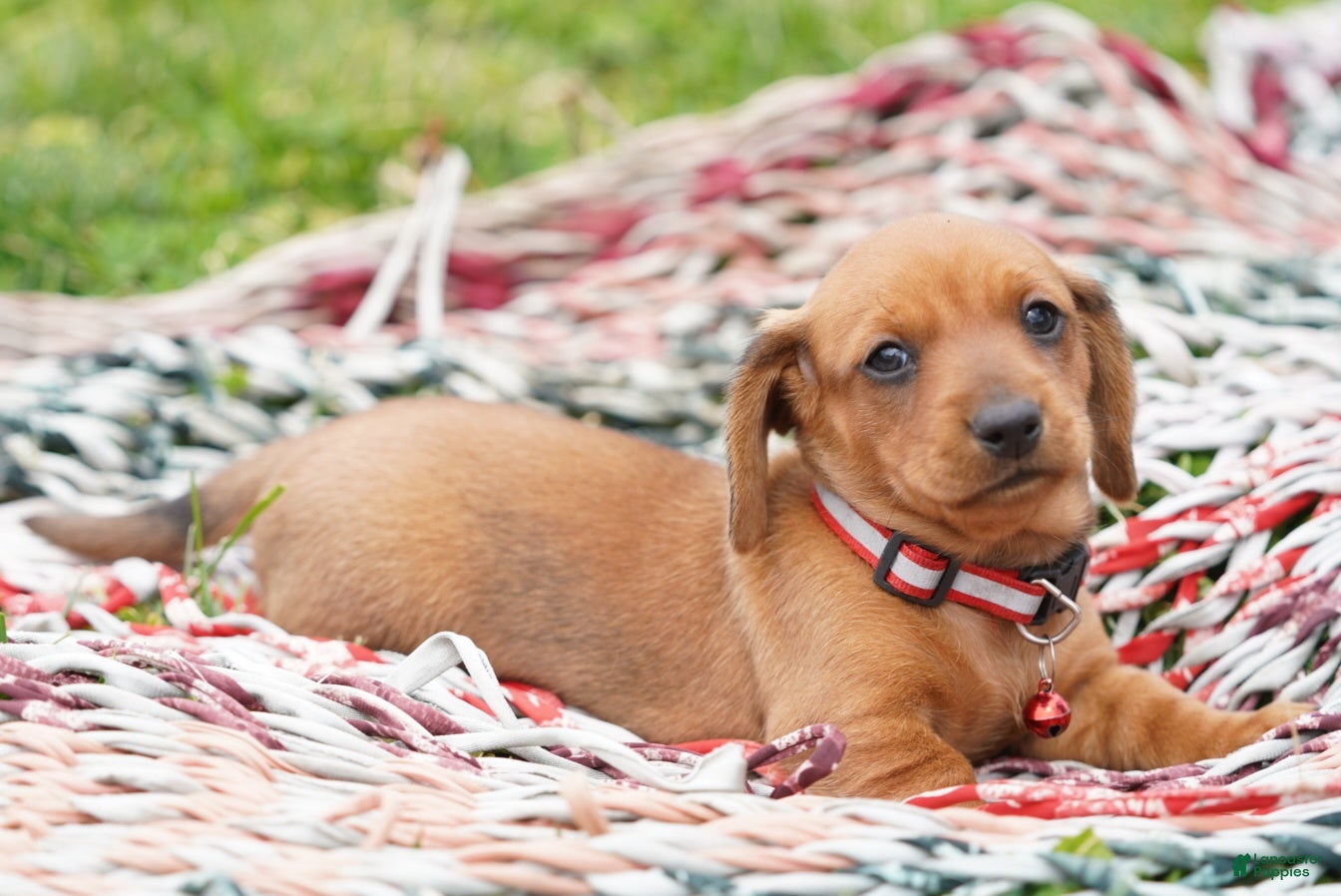 Miniature Dachshund dogs Roscoe  - Ad 2