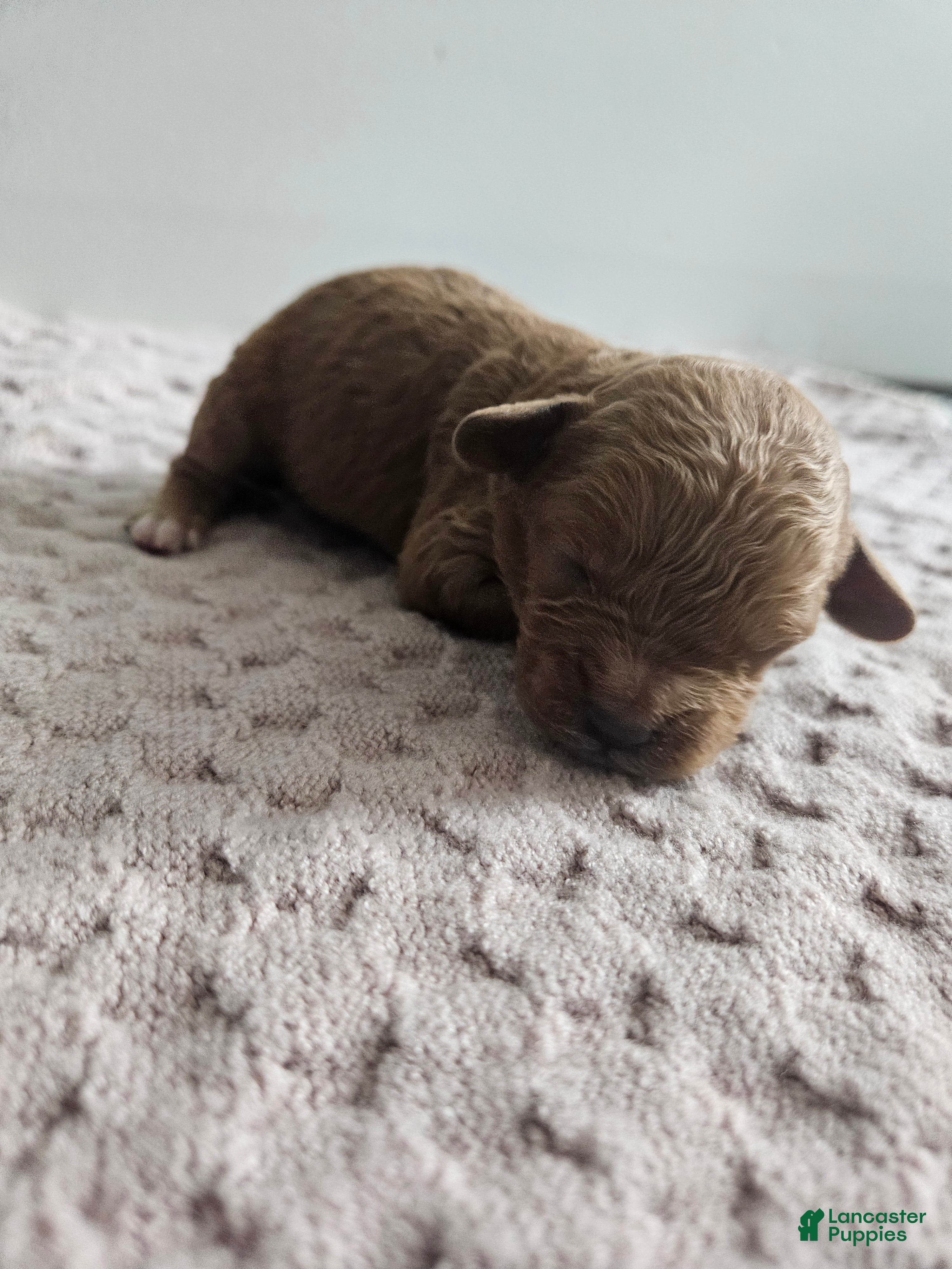 Cavapoo dogs Cody - Ad 27