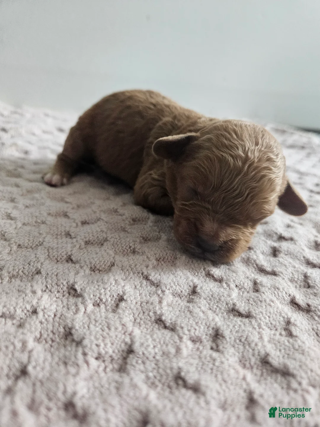 Cavapoo dogs for sale: Cody - Ad 1