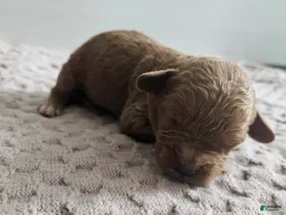 Cavapoo dogs Cody - Ad 40