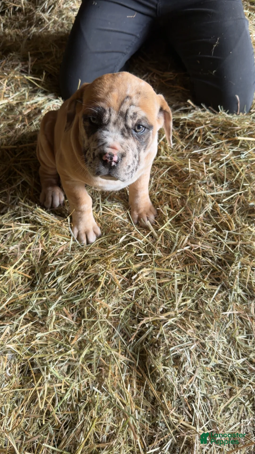 English Mastiff dogs for sale: English Mastiff Puppy 5 - Ad 3