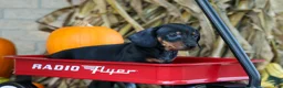 Miniature Dachshund dogs for sale: Zeke🐾 - Ad 5