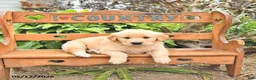 Golden Retriever dogs for sale: Dawson - Ad 3