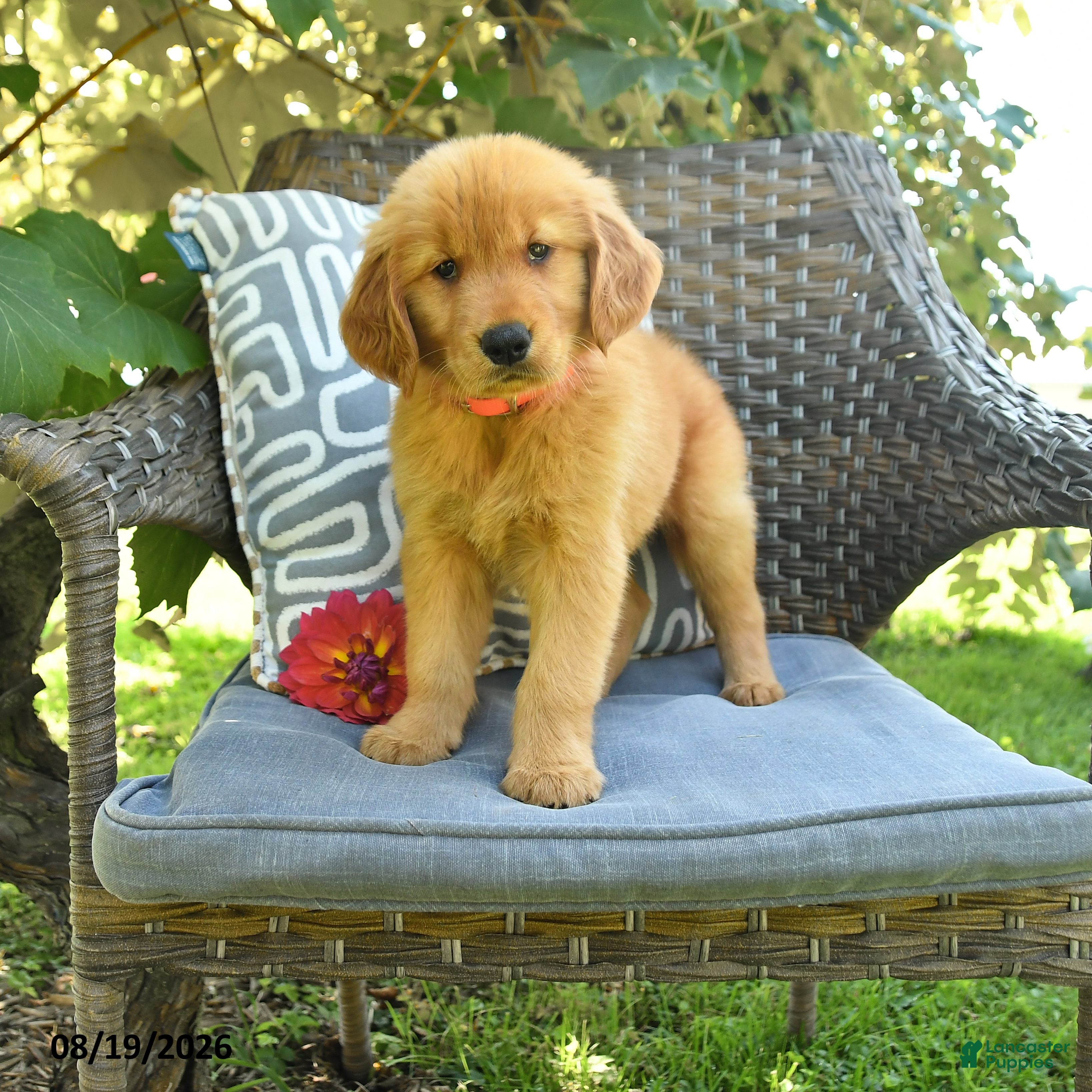 Golden Retriever dogs Mark - Ad 1