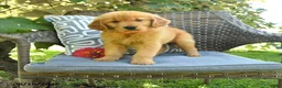 Golden Retriever dogs for sale: Mark - Ad 1