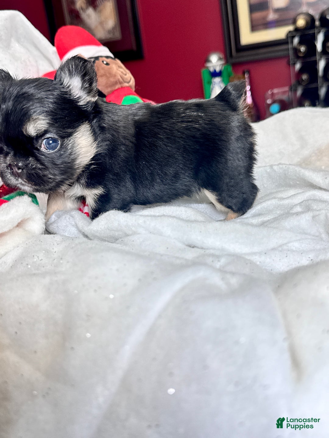 French Bulldog dogs for sale: French Bulldog Puppy 1 - Ad 2