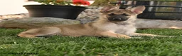 German Shepherd dogs for sale: Francis - Ad 2