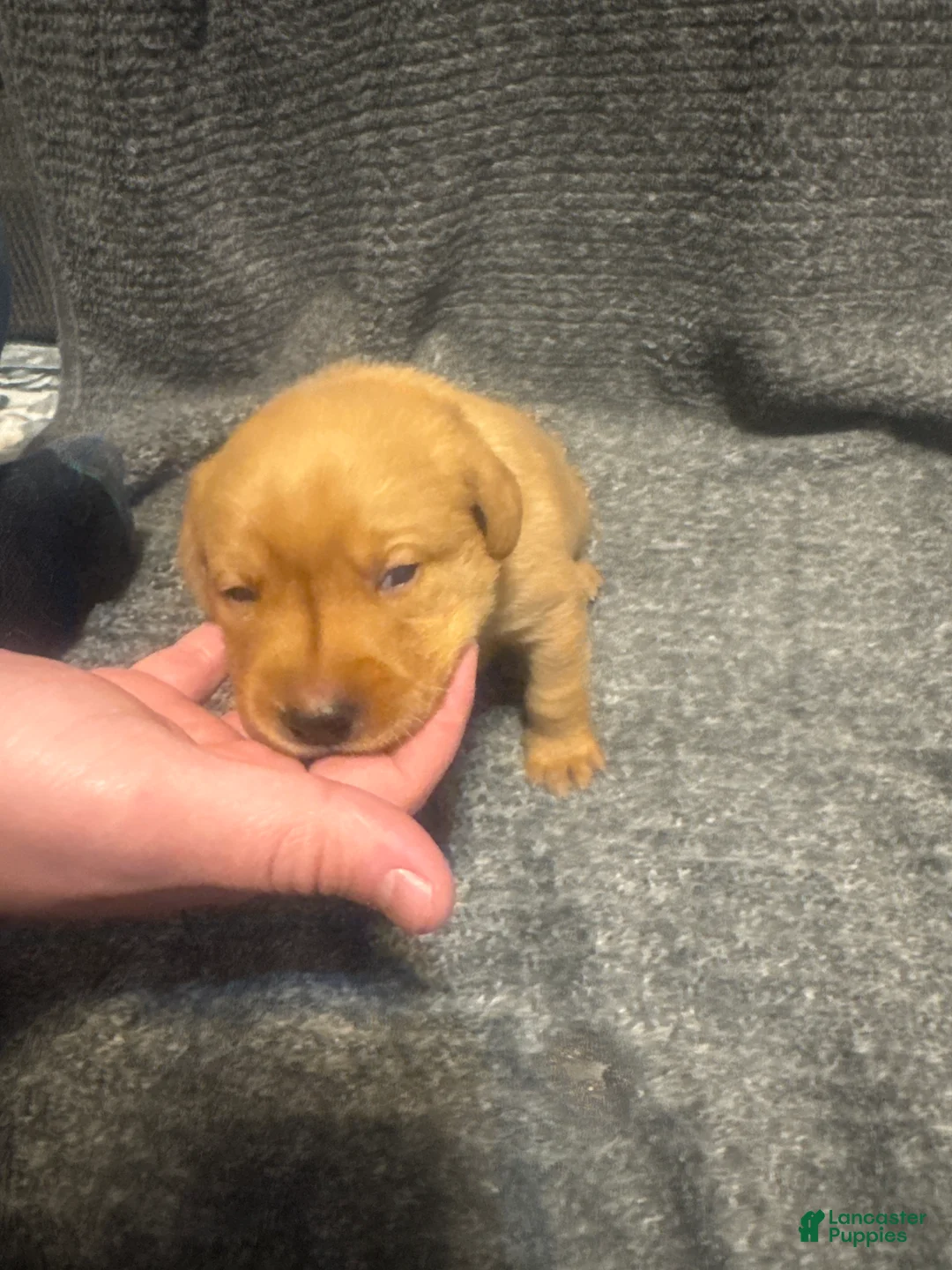 Labrador Retriever dogs for sale: Purple - Ad 1