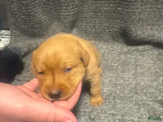 Labrador Retriever dogs for sale: Purple - Ad 3