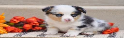 Welsh Corgi Pembroke dogs for sale: Tiger - Ad 3