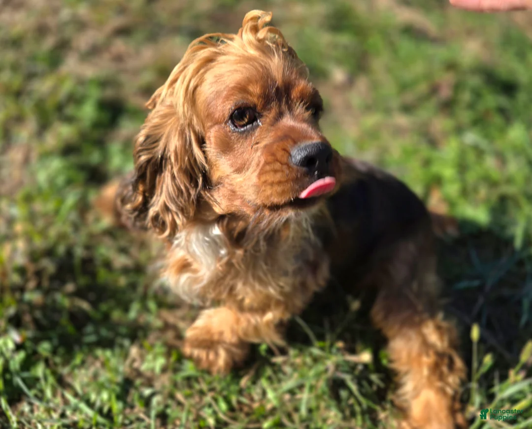 Cockapoo dogs for sale: Glaze - Ad 7