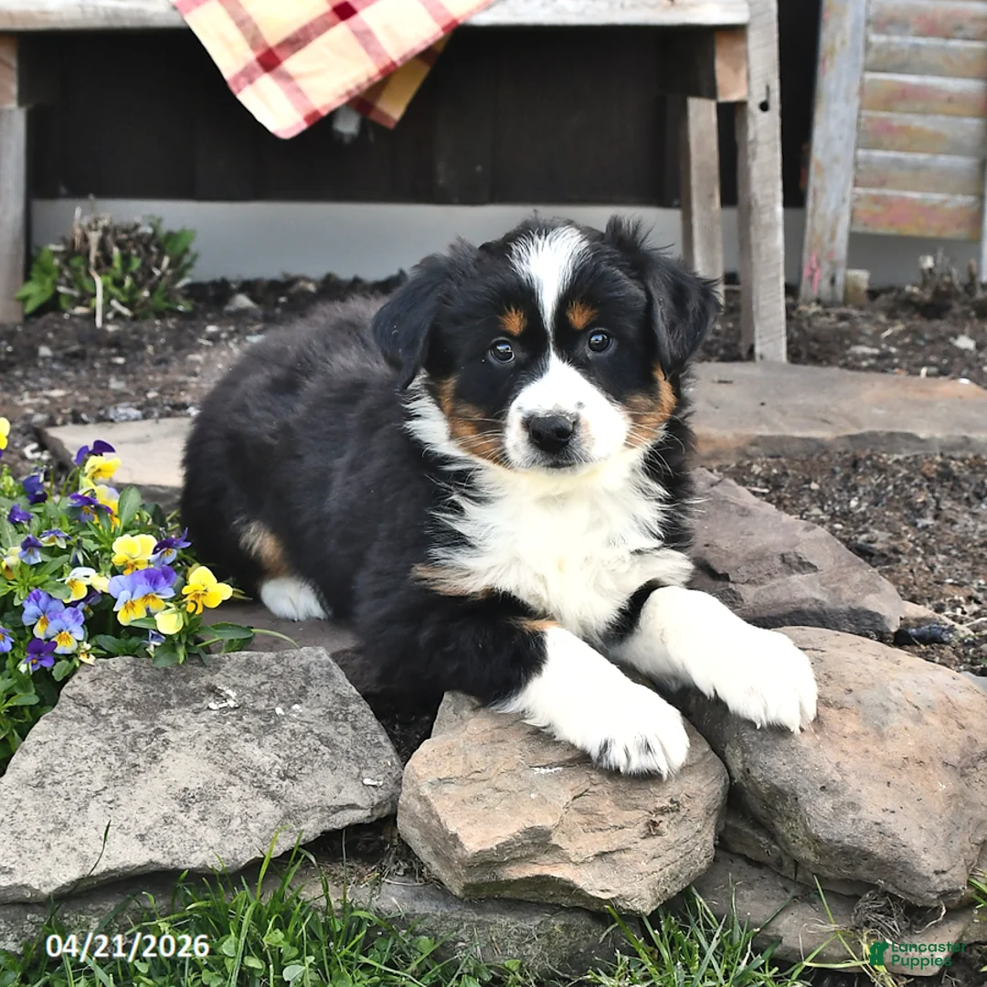 Australian Shepherd dogs for sale: Benji - Ad 1