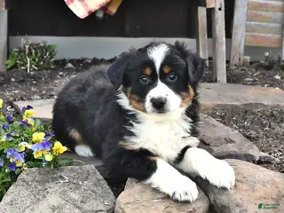 Australian Shepherd dogs for sale: Benji - Ad 1