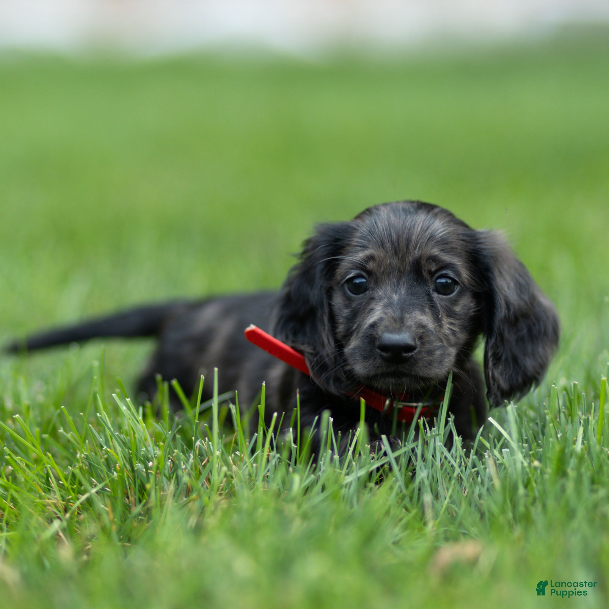 Miniature Dachshund dogs Pepper Miniature Dachshund  - Ad 1