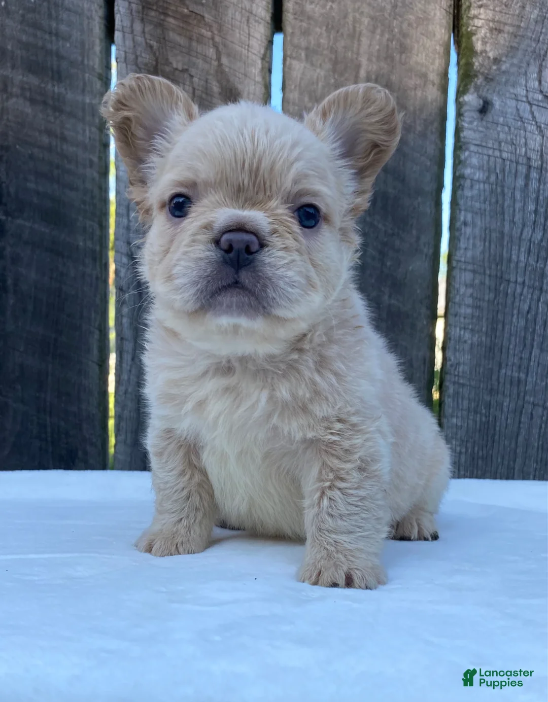 French Bulldog dogs for sale: Phoebe  - Ad 12