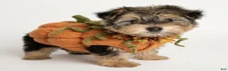 Morkie dogs for sale: Morkie 1 - Ad 3