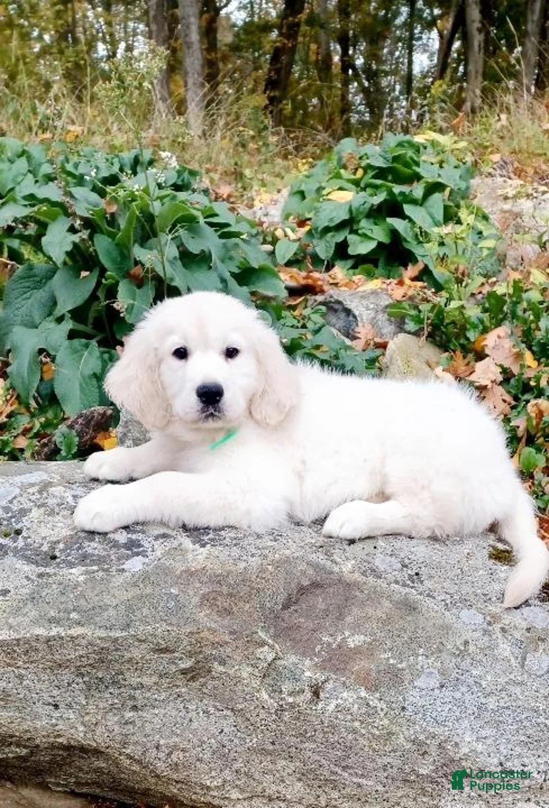 Golden Retriever dogs for sale: Golden Retriever Puppy 6 - Ad 2