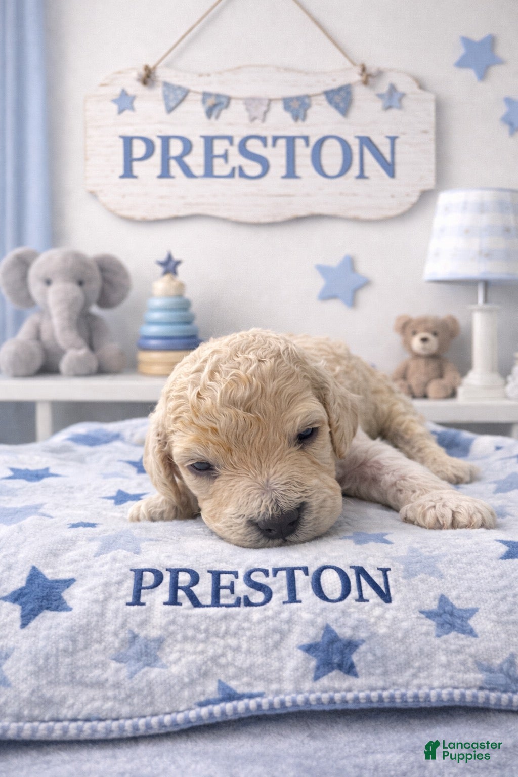 Cockapoo dogs Preston - Ad 6