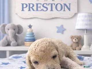 Cockapoo dogs Preston - Ad 6