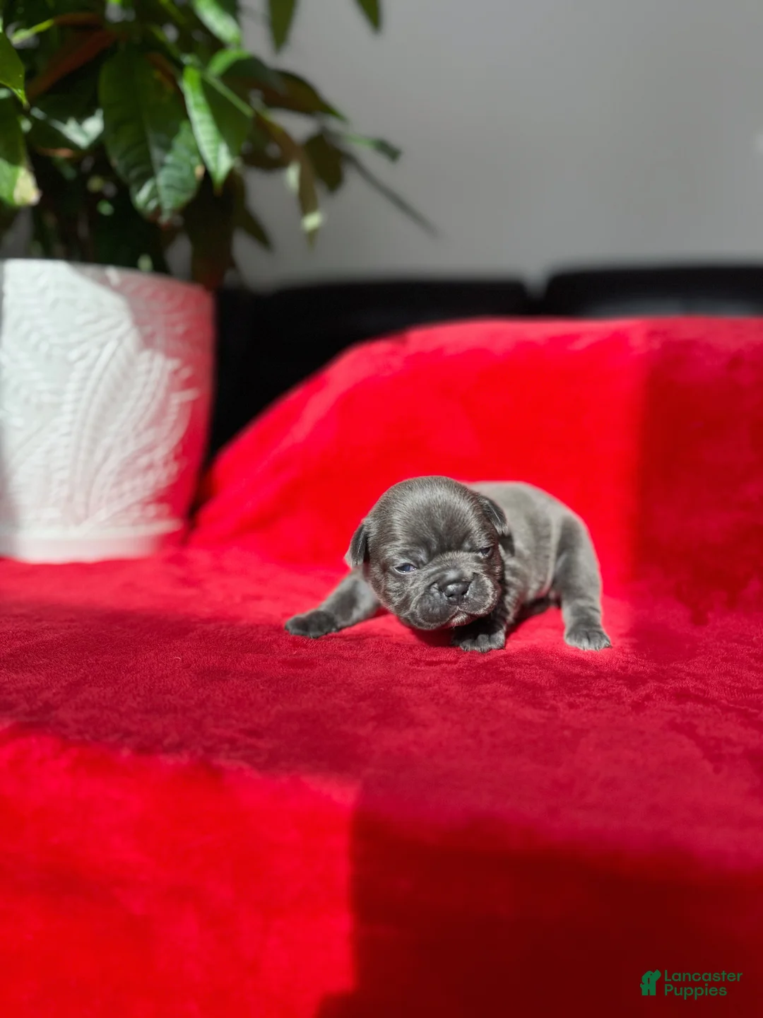 French Bulldog dogs for sale: SZA - Ad 4