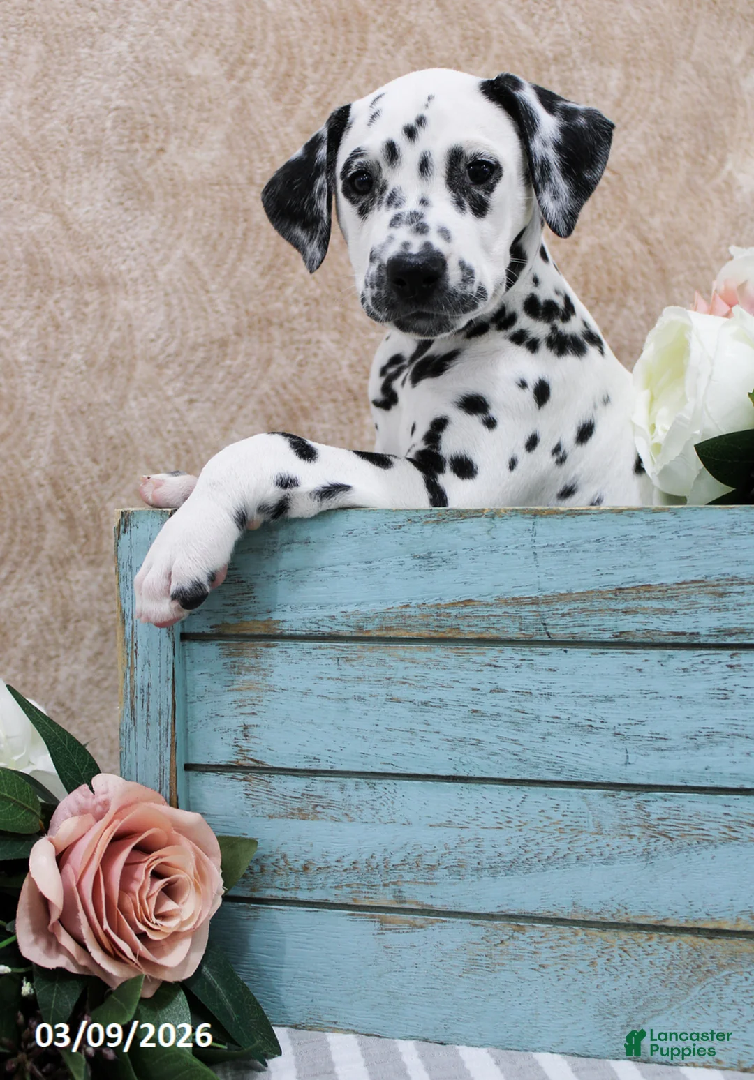 Dalmatian dogs for sale: Hattie - Ad 5