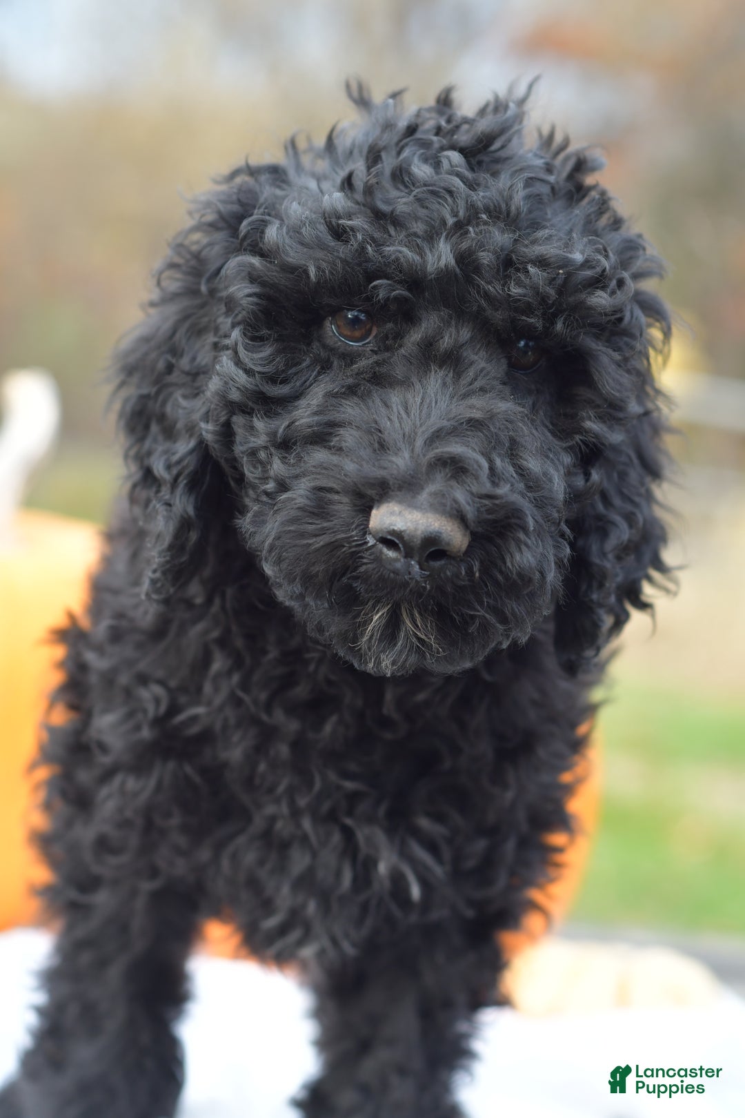 Standard Poodle dogs for sale: Cole - Ad 3