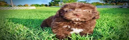 Havapoo dogs for sale: Emily - Ad 16