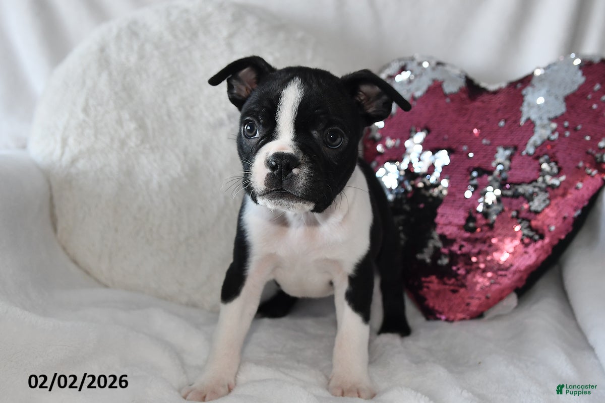 Boston Terrier dogs Murry - Ad 2