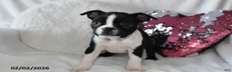 Boston Terrier dogs for sale: Murry - Ad 2