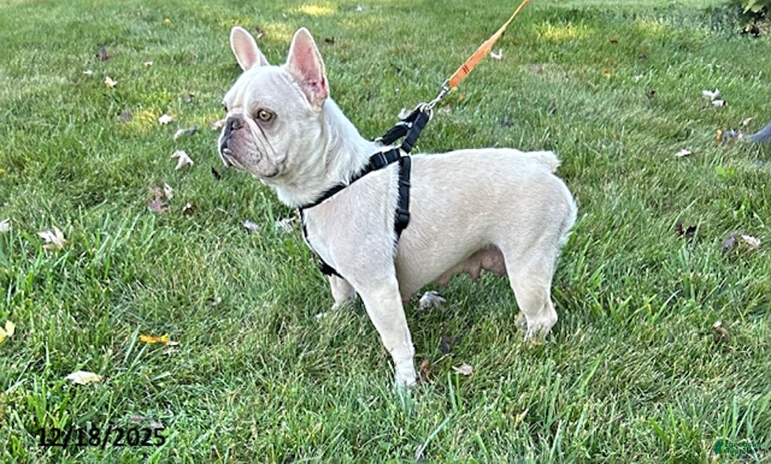French Bulldog dogs for sale: Rivers - Ad 4