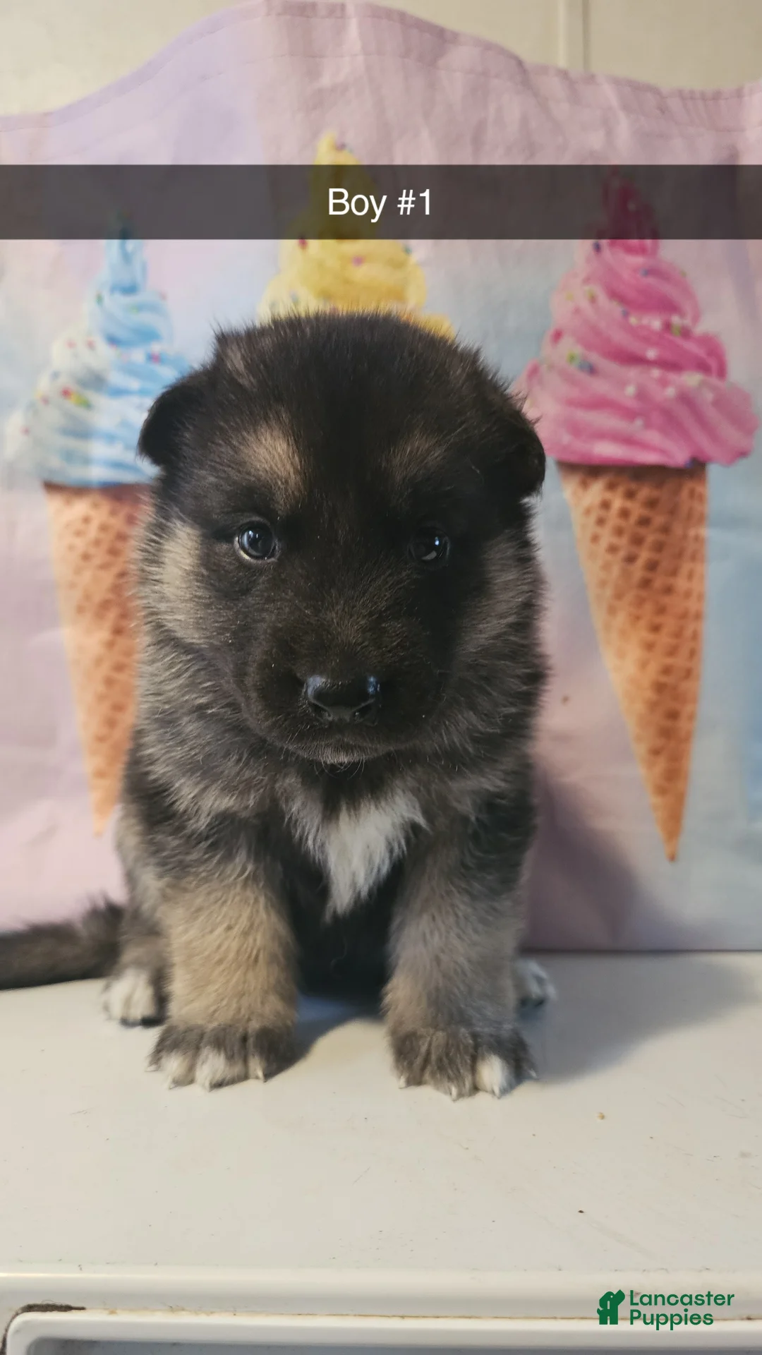 Gerberian Shepsky dogs for sale: Gerberian Shepsky Puppy 1 - Ad 1