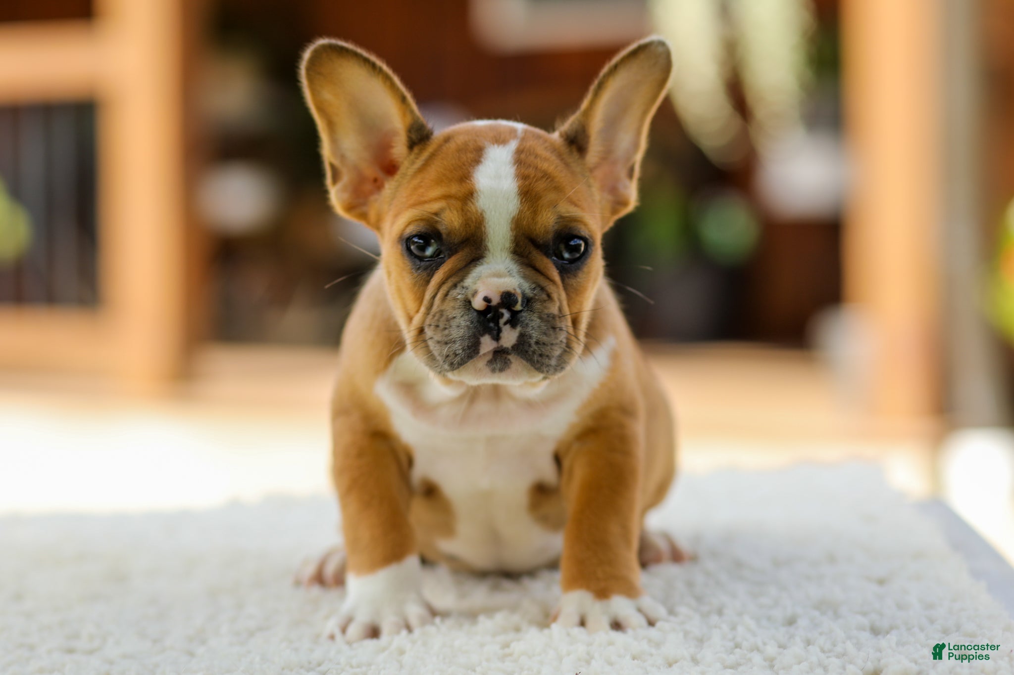 French Bulldog dogs Opal – Fawn/White - Ad 2