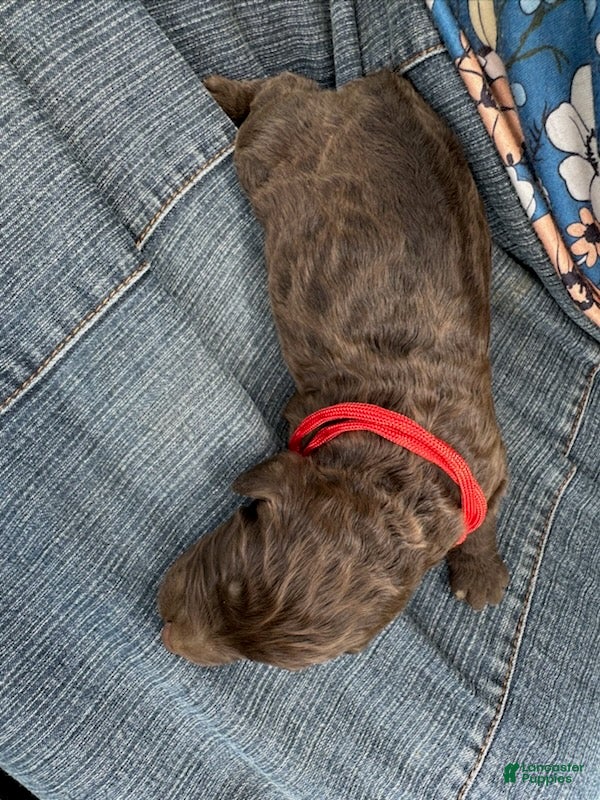Goldendoodle dogs Red - Ad 2