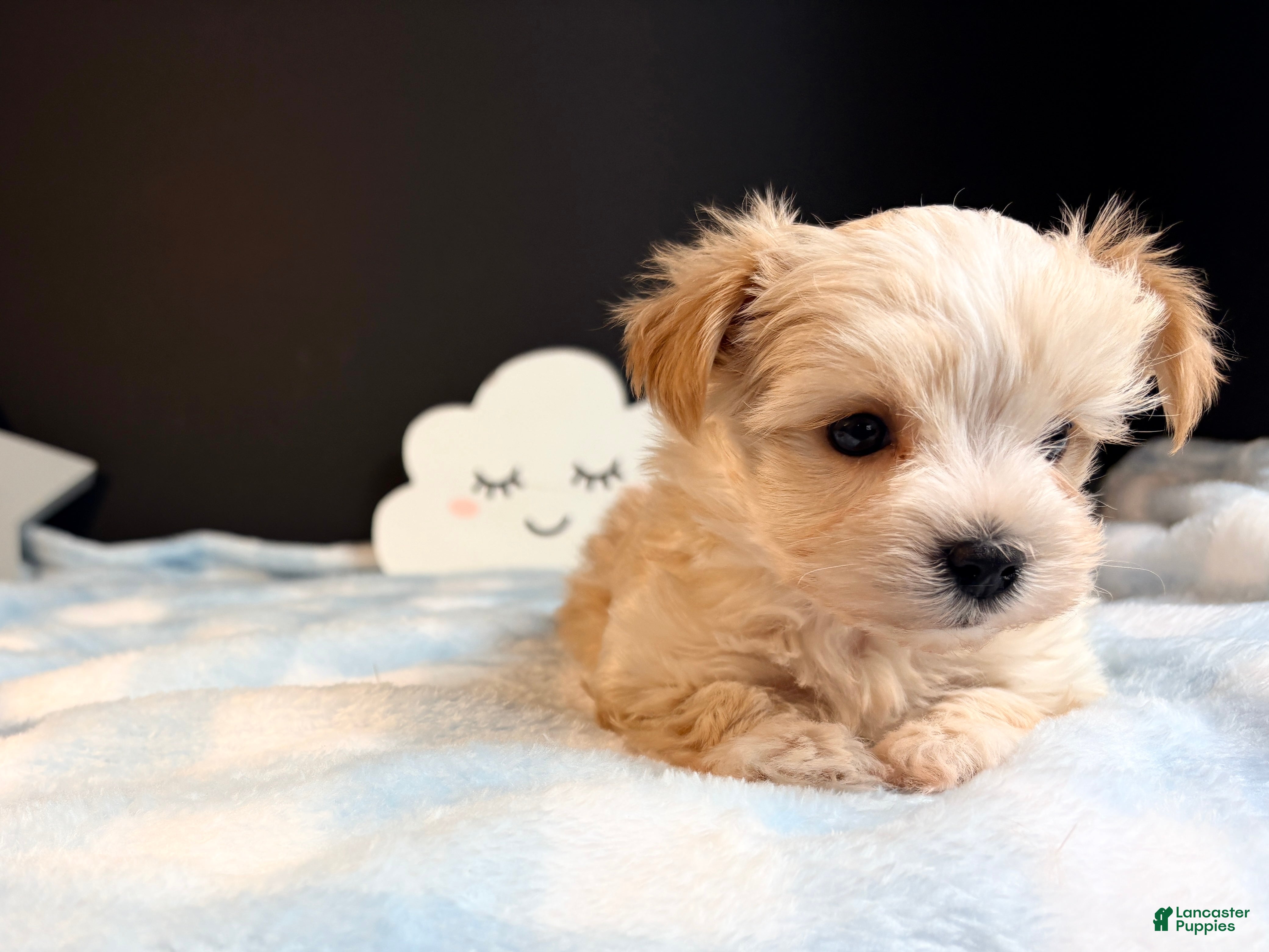 Morkie dogs Morkie 2 - Ad 2