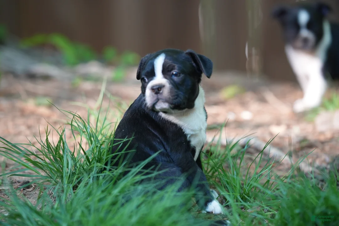 Boston Terrier dogs for sale: (Johnny) Cash - The Man in Black - Ad 1