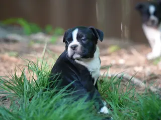 Boston Terrier dogs (Johnny) Cash - The Man in Black - Ad 37