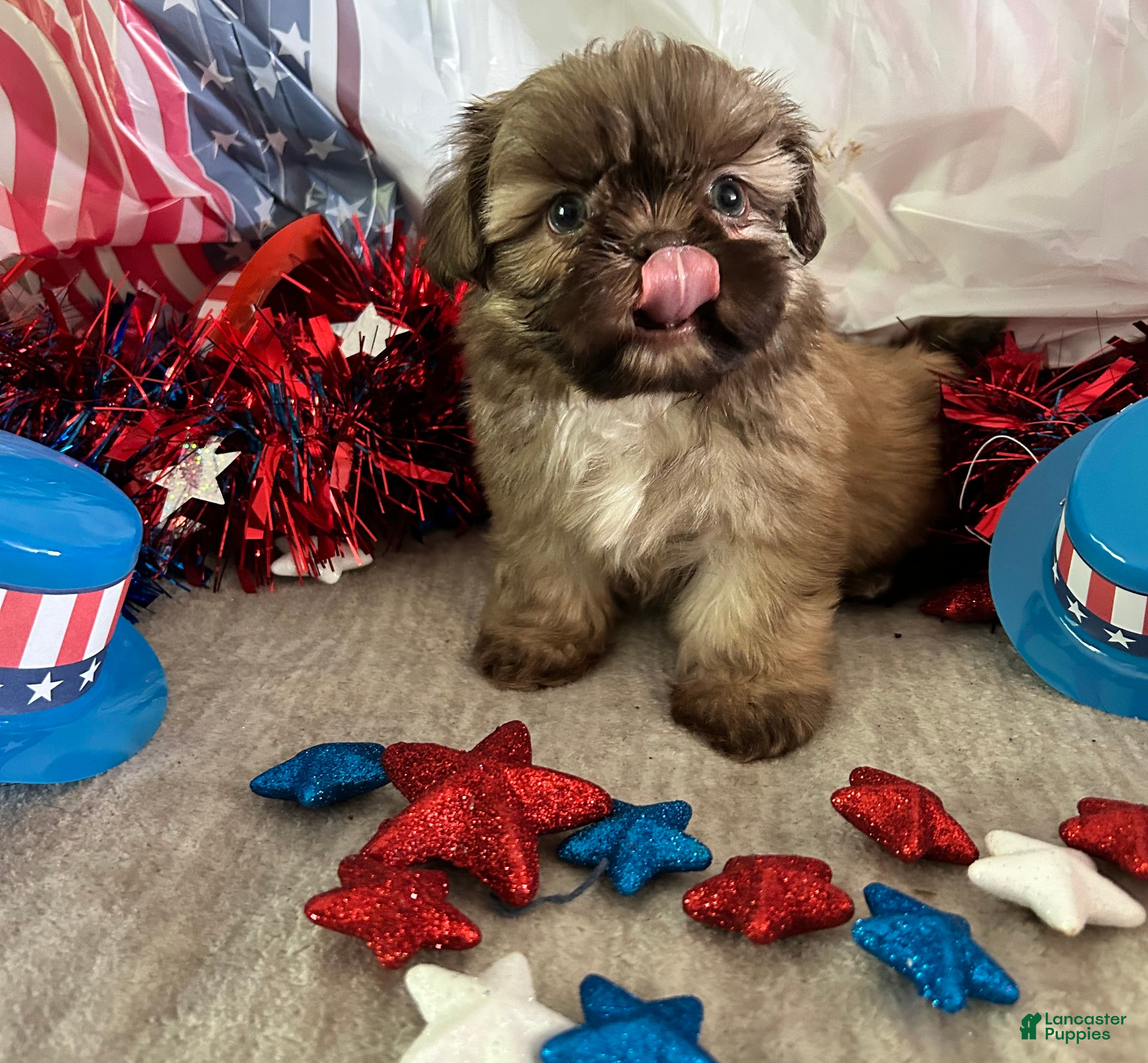 Shih Tzu dogs Kona - Ad 1