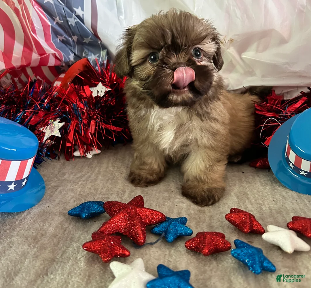 Shih Tzu dogs for sale: Kona - Ad 1