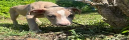 American Staffordshire Terrier dogs for sale: American Staffordshire Terrier Puppy 1 - Ad 3