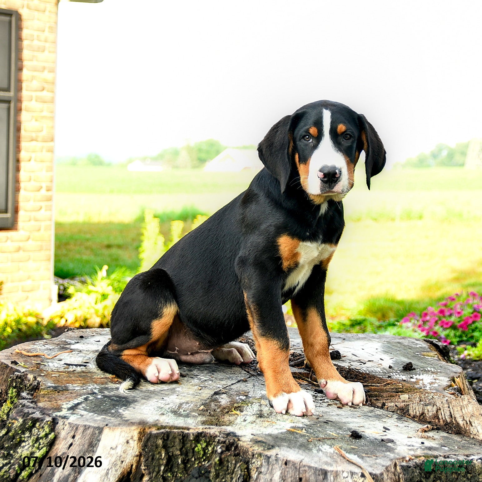 Greater Swiss Mountain Dog dogs Calvin - Ad 2